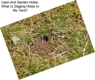Lawn And Garden Holes: What Is Digging Holes In My Yard?