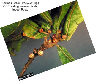 Kermes Scale Lifecycle: Tips On Treating Kermes Scale Insect Pests