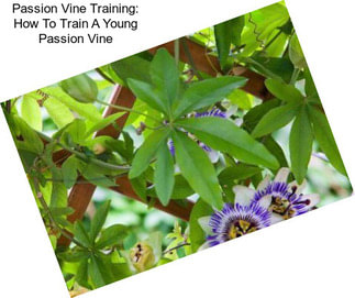 Passion Vine Training: How To Train A Young Passion Vine