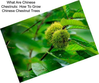 What Are Chinese Chestnuts: How To Grow Chinese Chestnut Trees