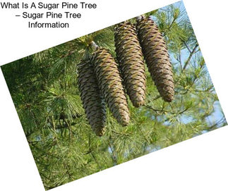 What Is A Sugar Pine Tree – Sugar Pine Tree Information