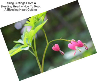 Taking Cuttings From A Bleeding Heart – How To Root A Bleeding Heart Cutting