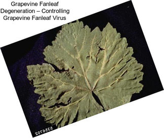 Grapevine Fanleaf Degeneration – Controlling Grapevine Fanleaf Virus