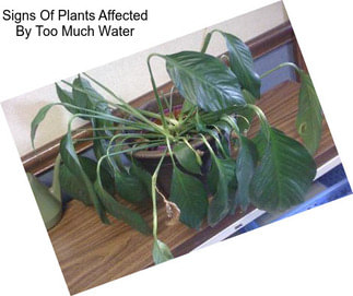 Signs Of Plants Affected By Too Much Water
