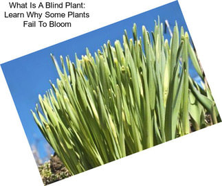 What Is A Blind Plant: Learn Why Some Plants Fail To Bloom