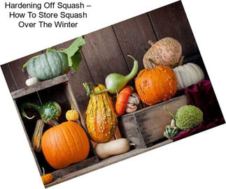 Hardening Off Squash – How To Store Squash Over The Winter