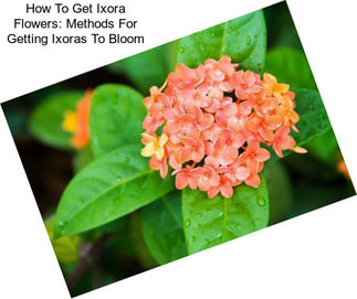 How To Get Ixora Flowers: Methods For Getting Ixoras To Bloom