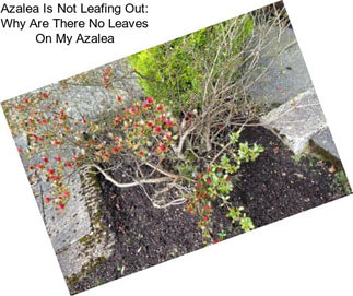 Azalea Is Not Leafing Out: Why Are There No Leaves On My Azalea