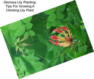 Gloriosa Lily Planting: Tips For Growing A Climbing Lily Plant
