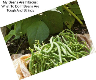 My Beans Are Fibrous: What To Do If Beans Are Tough And Stringy