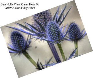 Sea Holly Plant Care: How To Grow A Sea Holly Plant