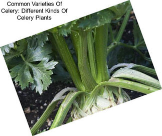 Common Varieties Of Celery: Different Kinds Of Celery Plants