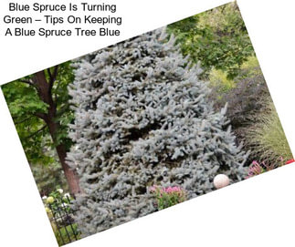 Blue Spruce Is Turning Green – Tips On Keeping A Blue Spruce Tree Blue