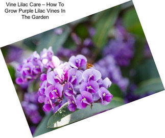 Vine Lilac Care – How To Grow Purple Lilac Vines In The Garden