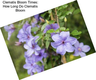 Clematis Bloom Times: How Long Do Clematis Bloom