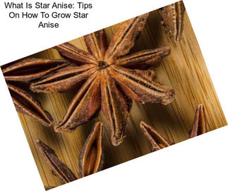 What Is Star Anise: Tips On How To Grow Star Anise