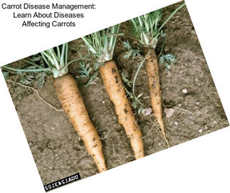 Carrot Disease Management: Learn About Diseases Affecting Carrots
