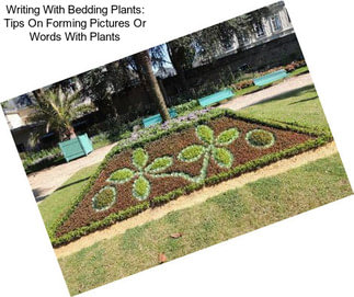 Writing With Bedding Plants: Tips On Forming Pictures Or Words With Plants