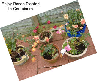 Enjoy Roses Planted In Containers