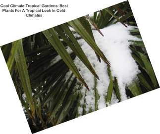 Cool Climate Tropical Gardens: Best Plants For A Tropical Look In Cold Climates