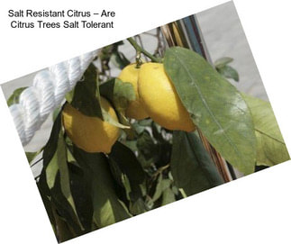 Salt Resistant Citrus – Are Citrus Trees Salt Tolerant