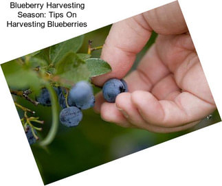 Blueberry Harvesting Season: Tips On Harvesting Blueberries