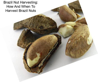 Brazil Nut Harvesting: How And When To Harvest Brazil Nuts