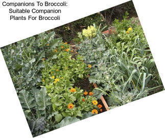 Companions To Broccoli: Suitable Companion Plants For Broccoli
