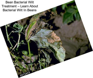 Bean Bacterial Wilt Treatment – Learn About Bacterial Wilt In Beans