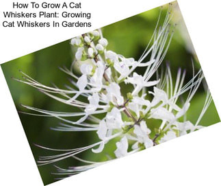 How To Grow A Cat Whiskers Plant: Growing Cat Whiskers In Gardens