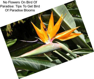 No Flowers On Bird Of Paradise: Tips To Get Bird Of Paradise Blooms