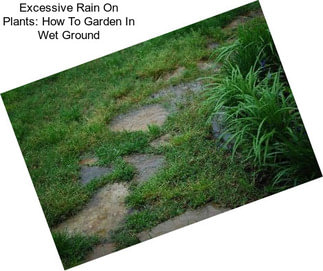 Excessive Rain On Plants: How To Garden In Wet Ground