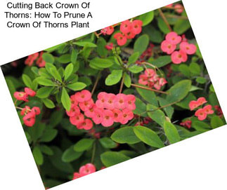 Cutting Back Crown Of Thorns: How To Prune A Crown Of Thorns Plant