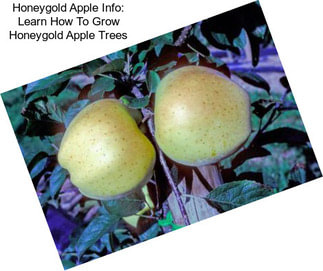 Honeygold Apple Info: Learn How To Grow Honeygold Apple Trees