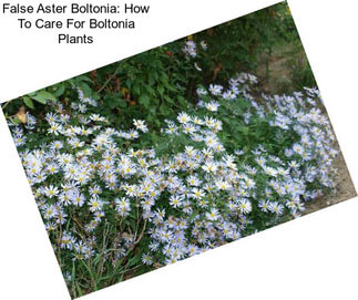 False Aster Boltonia: How To Care For Boltonia Plants