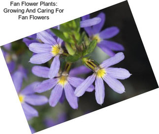 Fan Flower Plants: Growing And Caring For Fan Flowers
