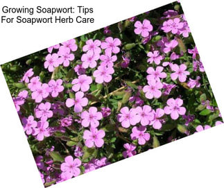 Growing Soapwort: Tips For Soapwort Herb Care