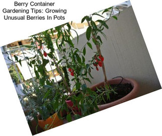 Berry Container Gardening Tips: Growing Unusual Berries In Pots
