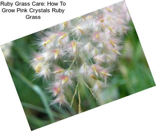 Ruby Grass Care: How To Grow Pink Crystals Ruby Grass