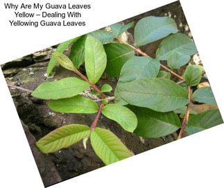 Why Are My Guava Leaves Yellow – Dealing With Yellowing Guava Leaves