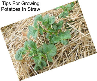 Tips For Growing Potatoes In Straw