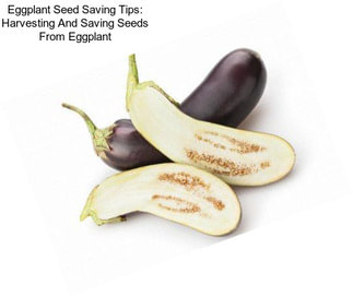 Eggplant Seed Saving Tips: Harvesting And Saving Seeds From Eggplant