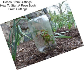 Roses From Cuttings: How To Start A Rose Bush From Cuttings