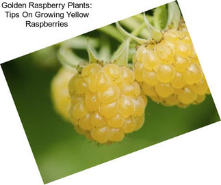 Golden Raspberry Plants: Tips On Growing Yellow Raspberries