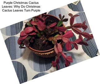 Purple Christmas Cactus Leaves: Why Do Christmas Cactus Leaves Turn Purple