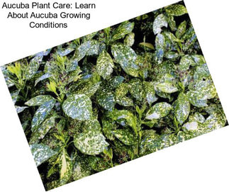 Aucuba Plant Care: Learn About Aucuba Growing Conditions