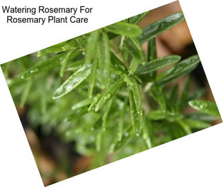 Watering Rosemary For Rosemary Plant Care