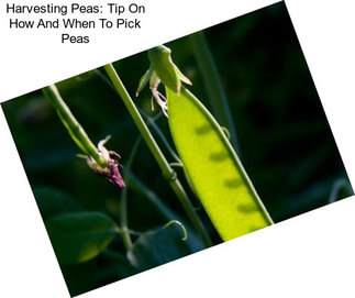 Harvesting Peas: Tip On How And When To Pick Peas