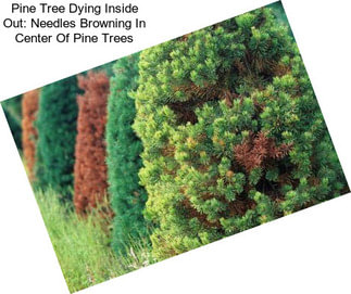 Pine Tree Dying Inside Out: Needles Browning In Center Of Pine Trees