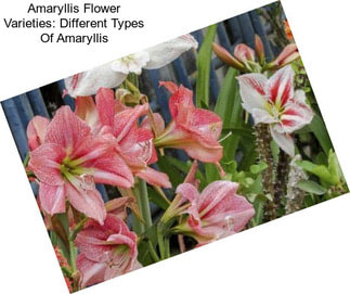 Amaryllis Flower Varieties: Different Types Of Amaryllis